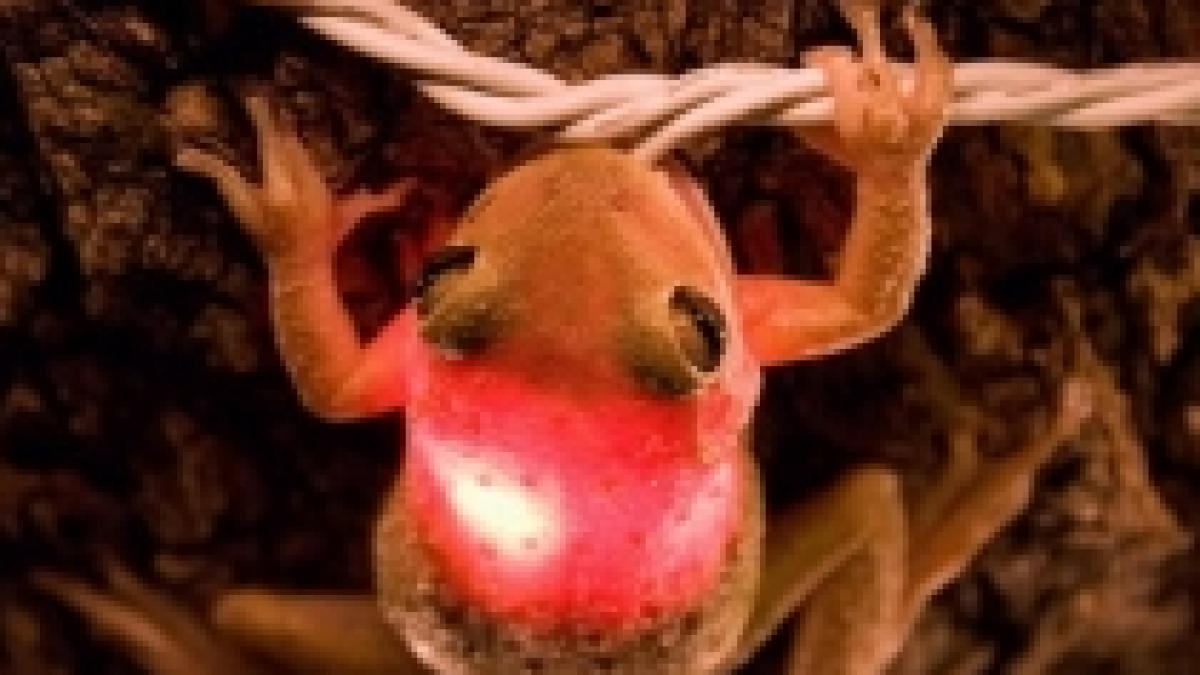 vedeti singura broasca luminoasa din lume foto