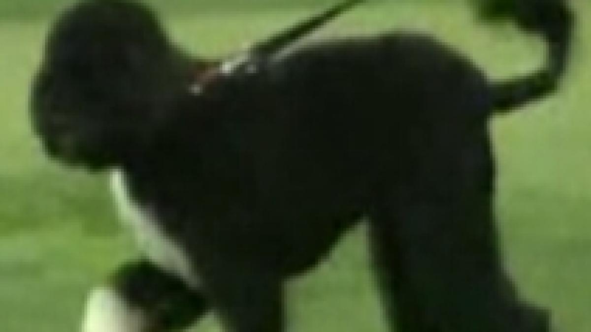 bo cainele familiei obama eroul unui roman pentru copii