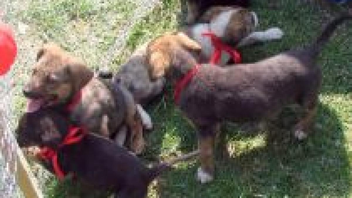 cainii abandonati de stapan se inmultesc din cauza crizei economice