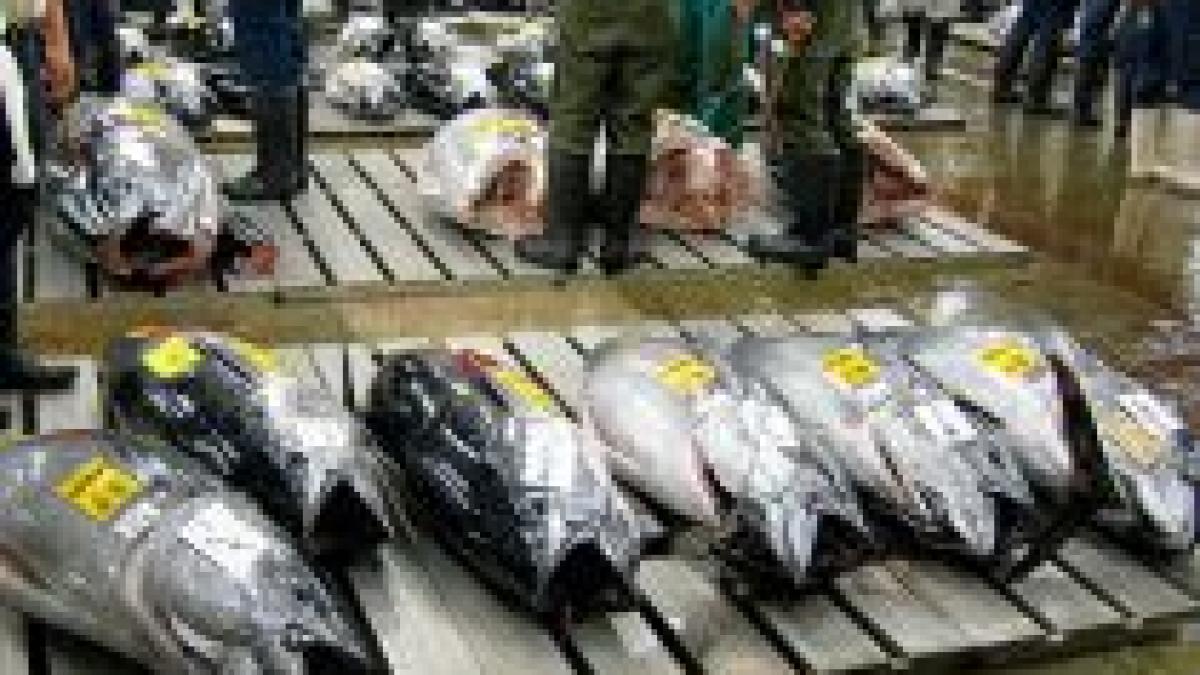 Tonul ar putea dispărea până în 2012, dacă pescuitul excesiv nu va fi oprit

