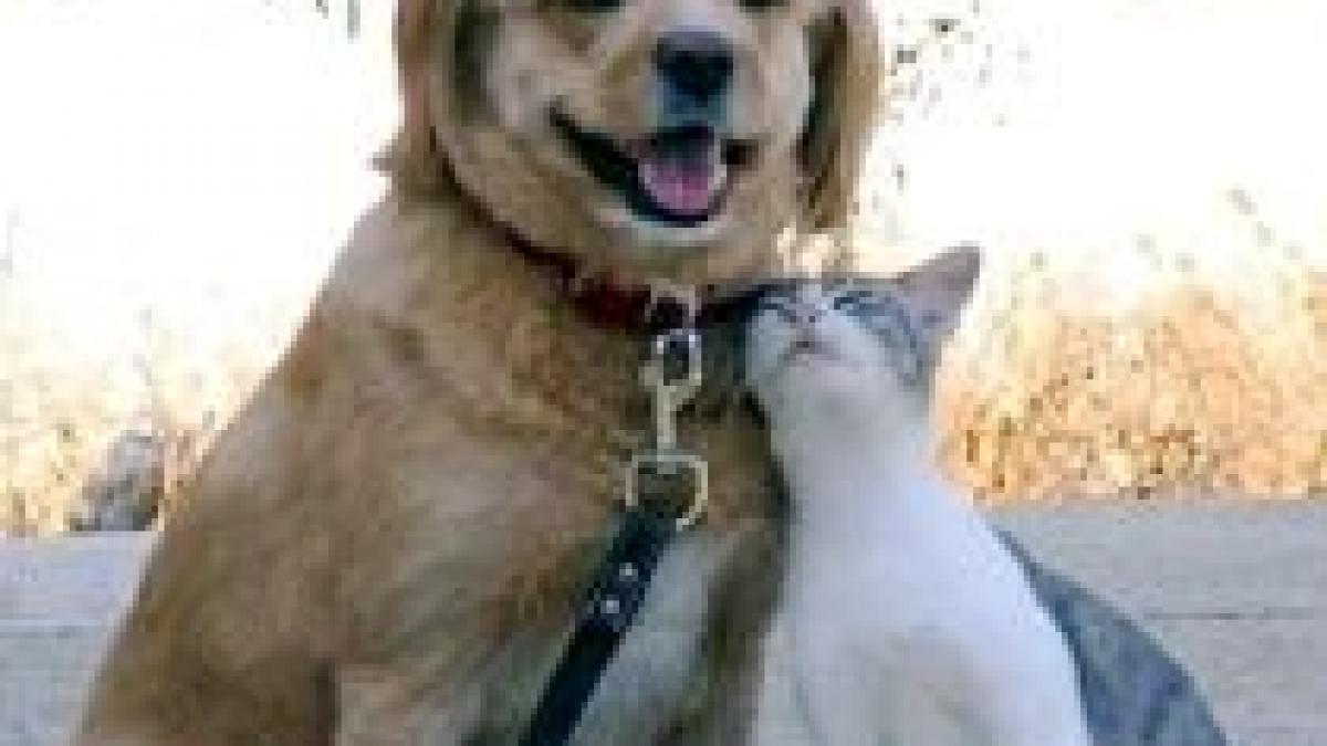 zeci de mii de animale domestice abandonate in statele unite din cauza crizei economice