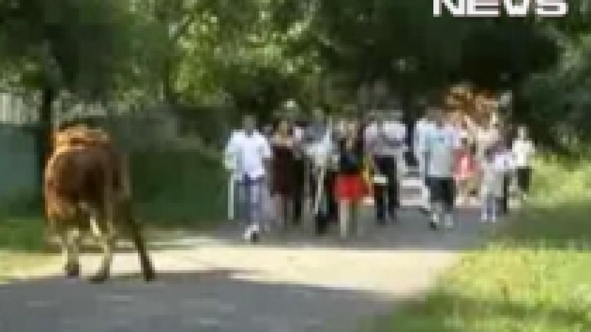 daca ploaia aduce belsug si curcubeul noroc ce aduce o vaca in ziua nuntii video