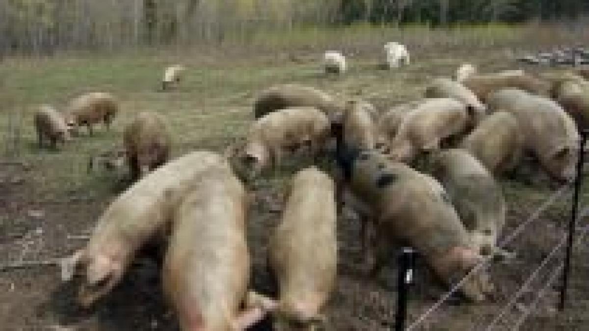 virusul gripei porcine se extinde japonia coreea de sud si china in stare de alerta
