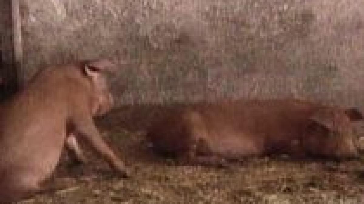 gripa porcina alerteaza autoritatile romane punctele de frontiera verifica importurile din zona