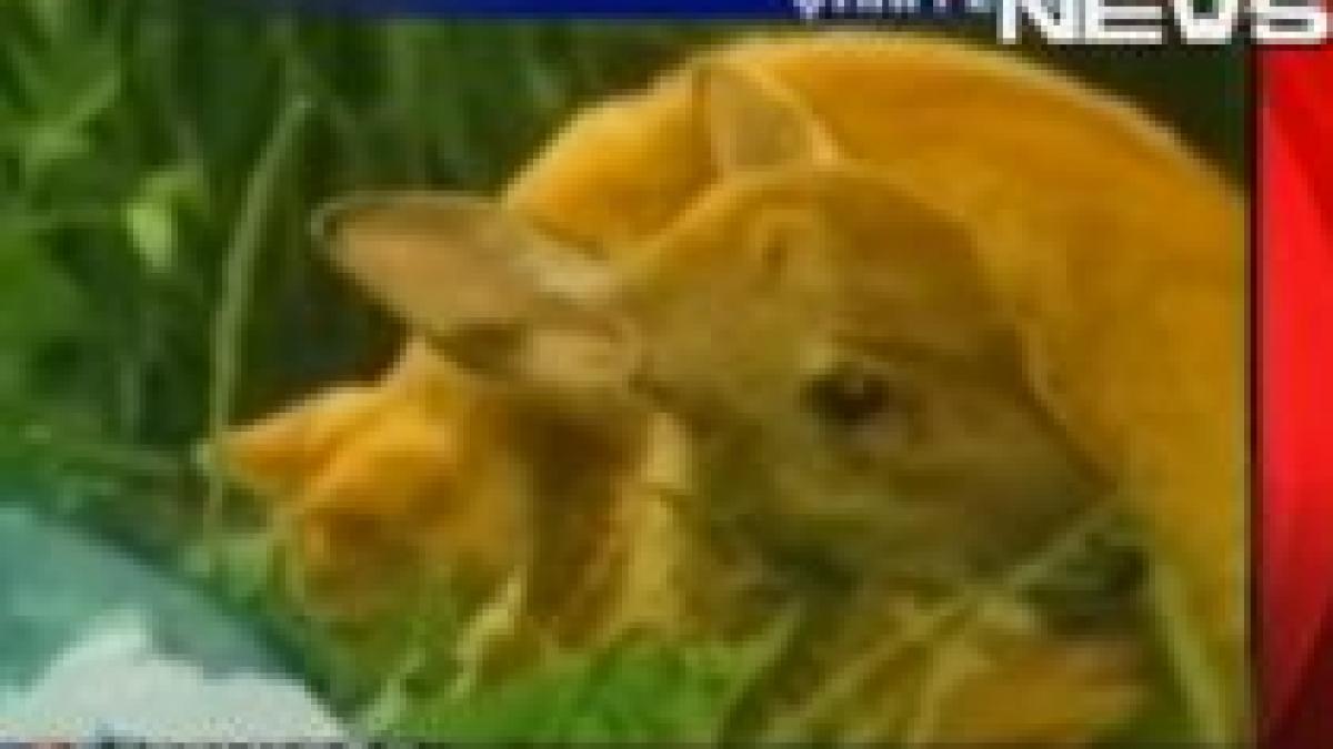 imagini inedite cu o caprioara si o pisica de nedespartit video