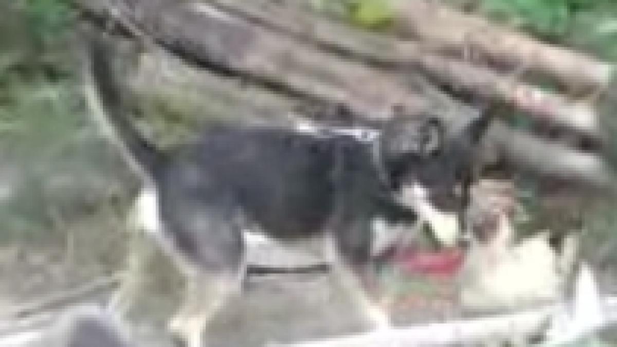 curaj sau nebunie o gaina se ia la tranta cu un caine video