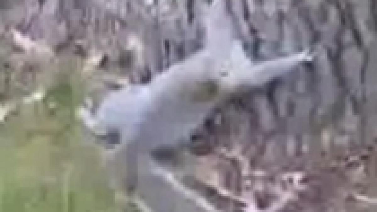 o veverita beata incearca sa se catere intr un copac video