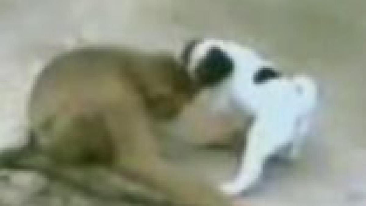 marimea conteaza la animale o maimuta lesina de ras dupa ce examineaza un catel video