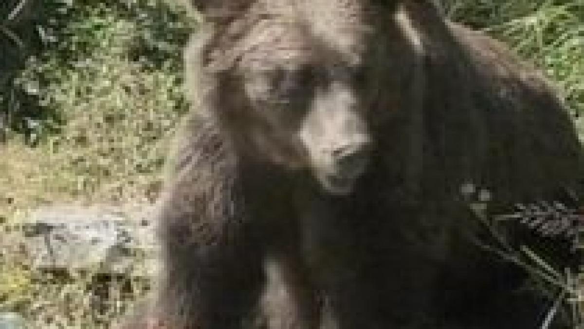 bucurestean atacat de un urs in muntii bucegi video