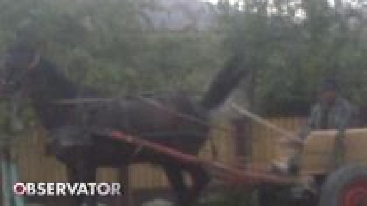 care i om si care animal un barbat filmat in timp ce si batea calul cu lopata imagini socante