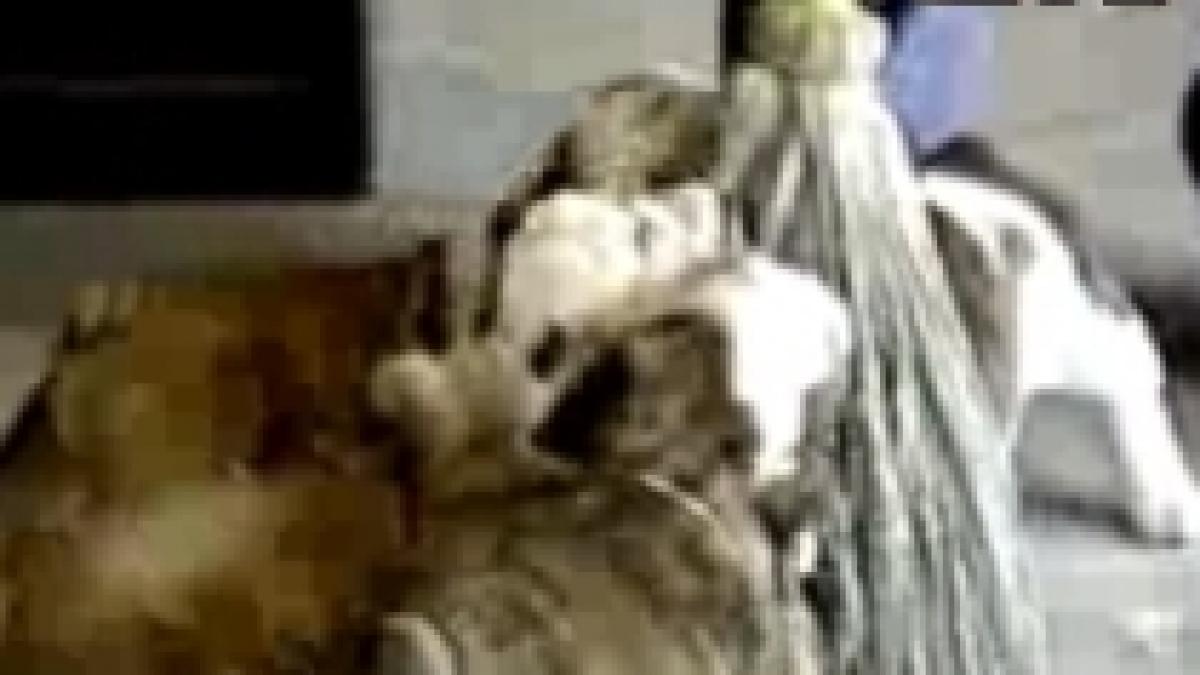 mopul care latra cum sa speli pe jos mai usor video