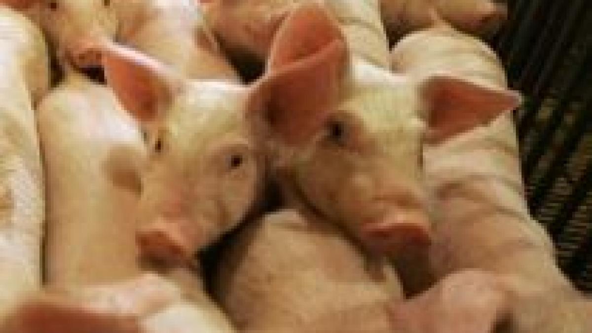 oms carnea de la porcii infectati cu h1n1 nu trebuie consumata