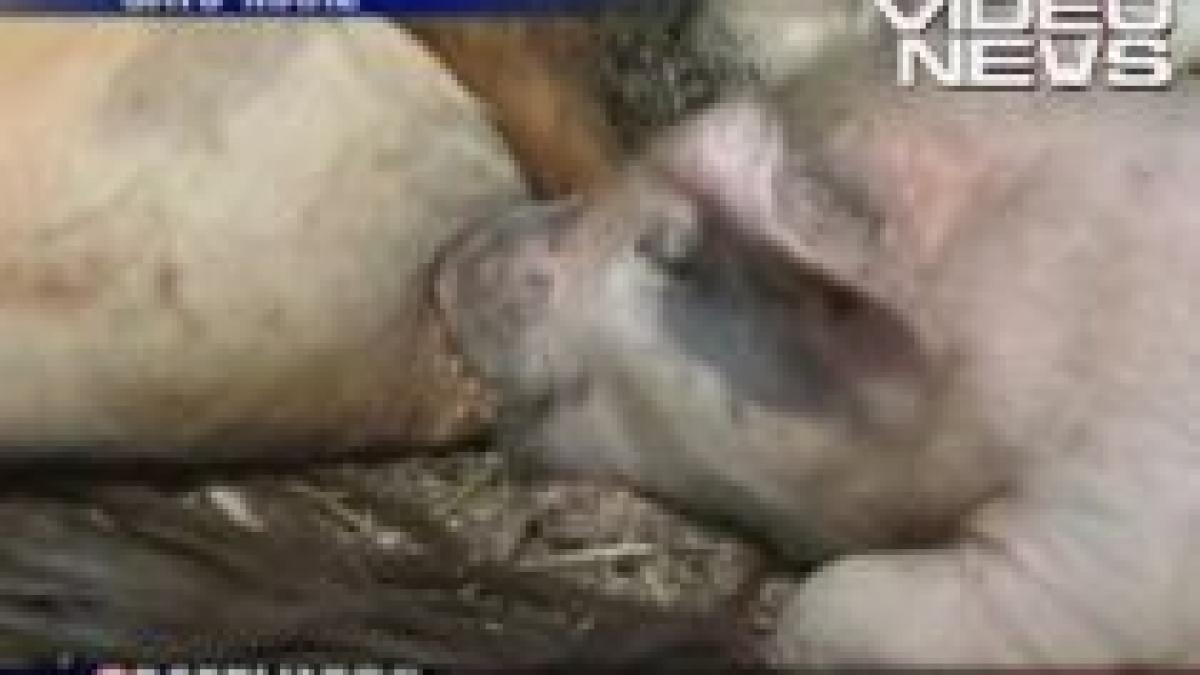 instinct matern in lumea animalelor un purcelus adoptat de o vaca video