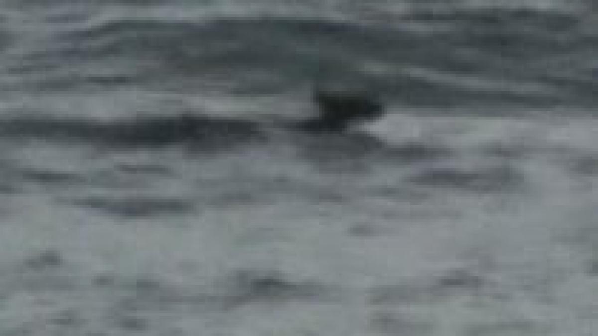 australia un pui de cangur salvat de la inec de un surfer video