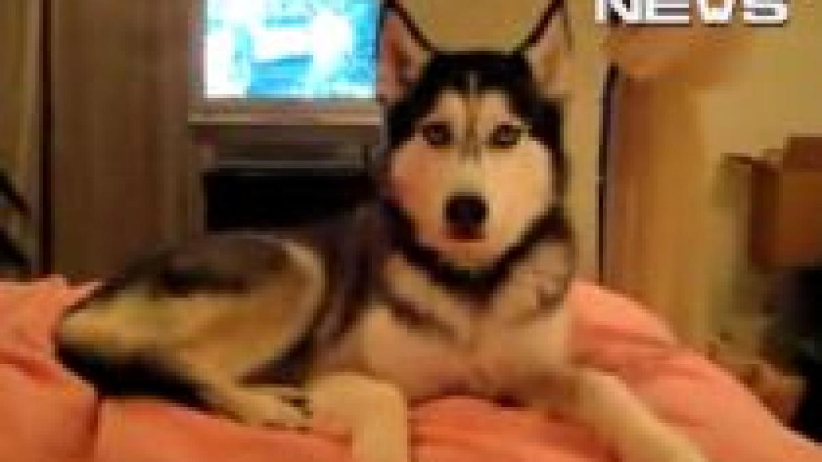 dragoste canina un caine le spune i love you stapanilor