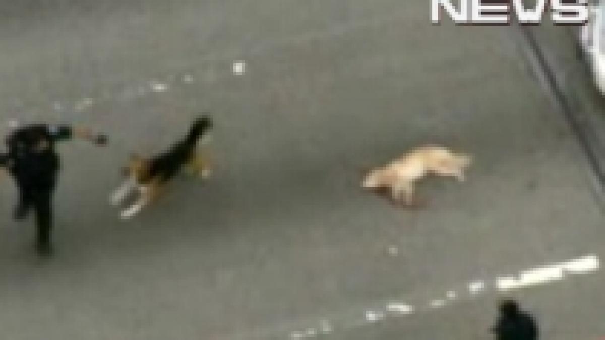 sua un catel a blocat circulatia pe autostrada pentru a si salva prietenul video