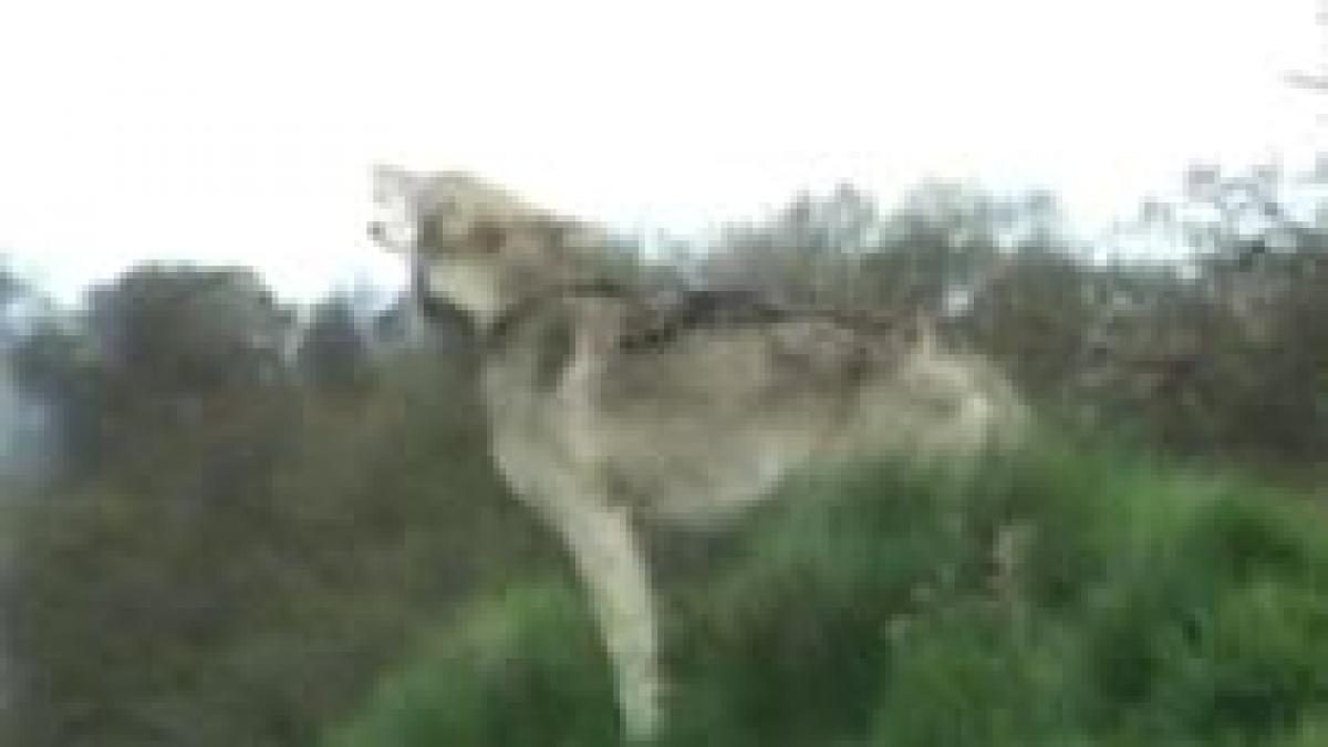 trei bistriteni au ajuns la spital dupa ce au fost muscati de un lup turbat video