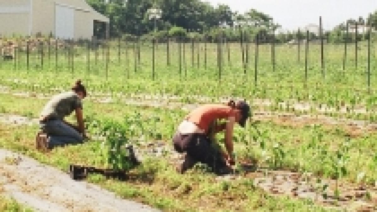 belgia 40 de romani exploatati de un fermier