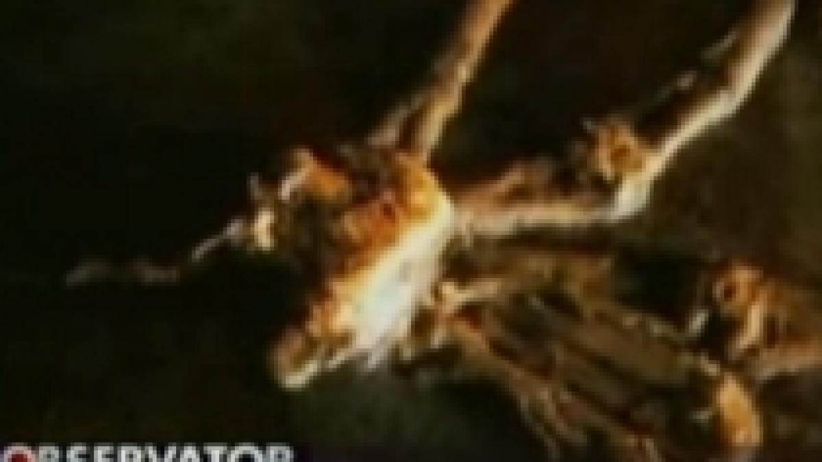 faceti cunostinta cu ida fosila de 47 milioane de ani considerata veriga lipsa in teoria evolutiei