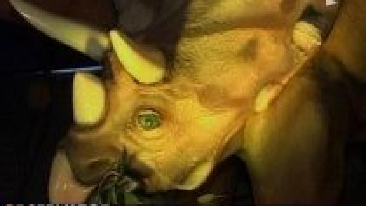 replici ale unor dinozauri in marime naturala expuse in parcul bazilescu din capitala