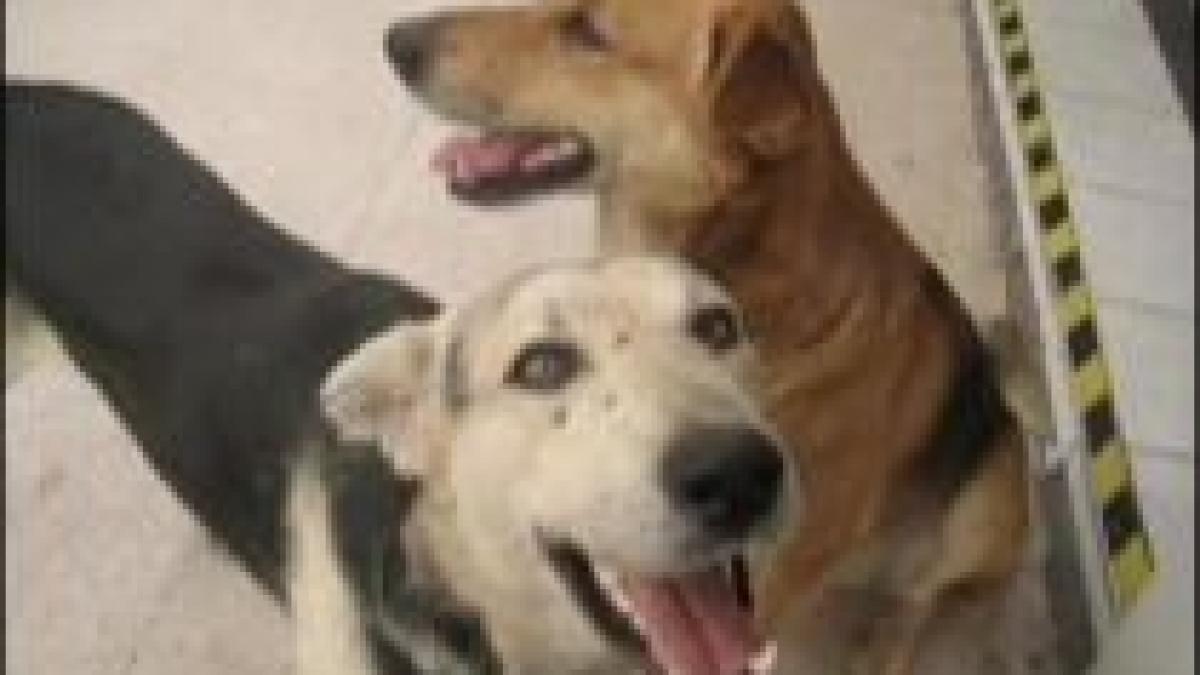 cainii comunitari din sibiu exportati in germania