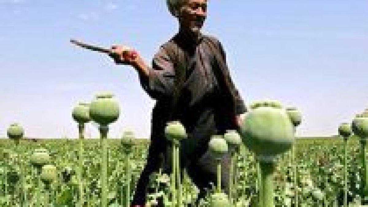 ONU vrea să producă ?inflaţie? de droguri în Afganistan pentru a produce devalorizare

