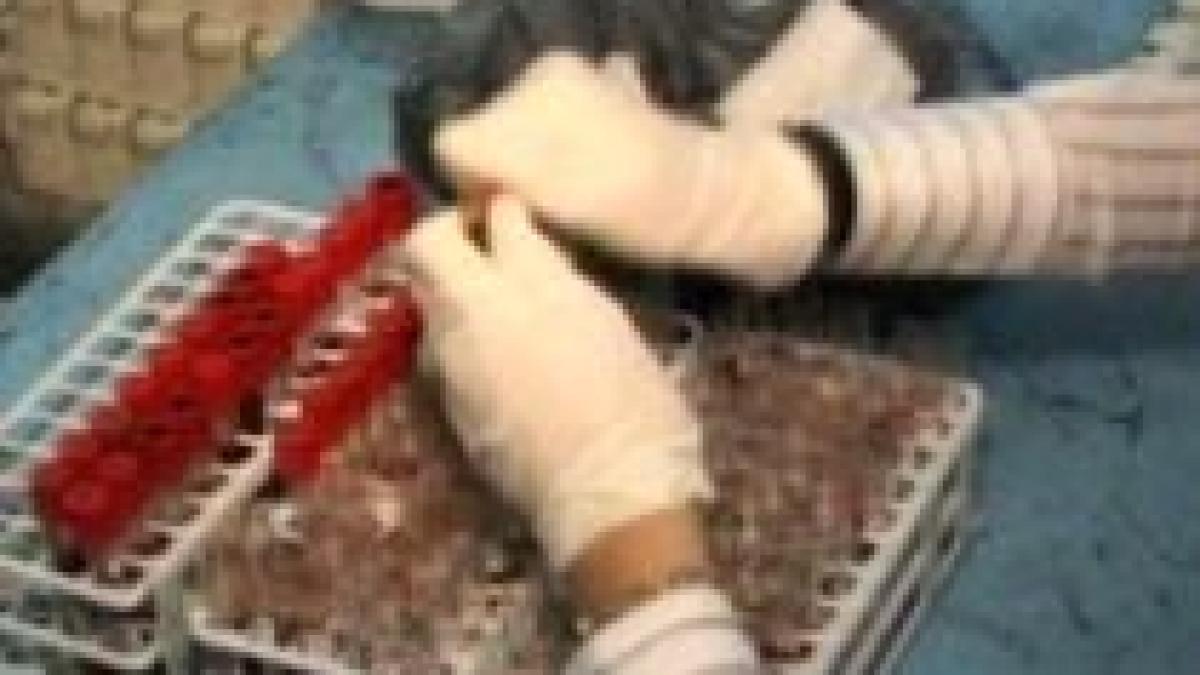 gripa porcina cel mai recent bilant 92 morti si 13 000 contaminati in 46 de tari