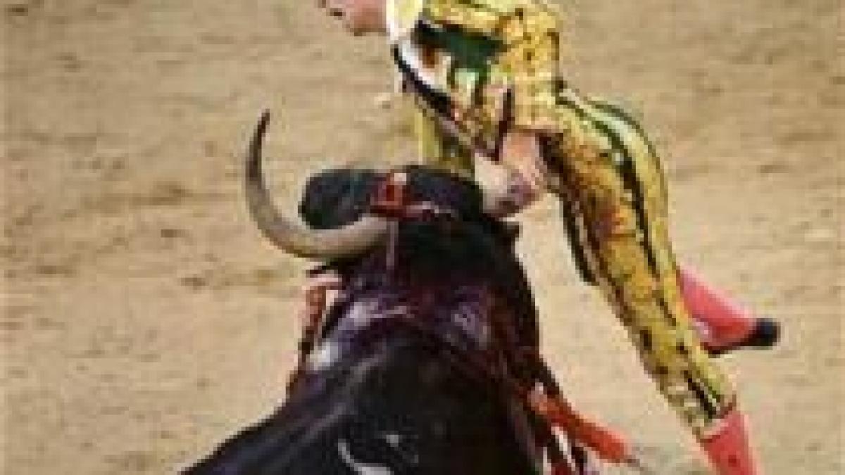 un matador spaniol ranit grav de un taur furios sub privirile spectatorilor imagini socante