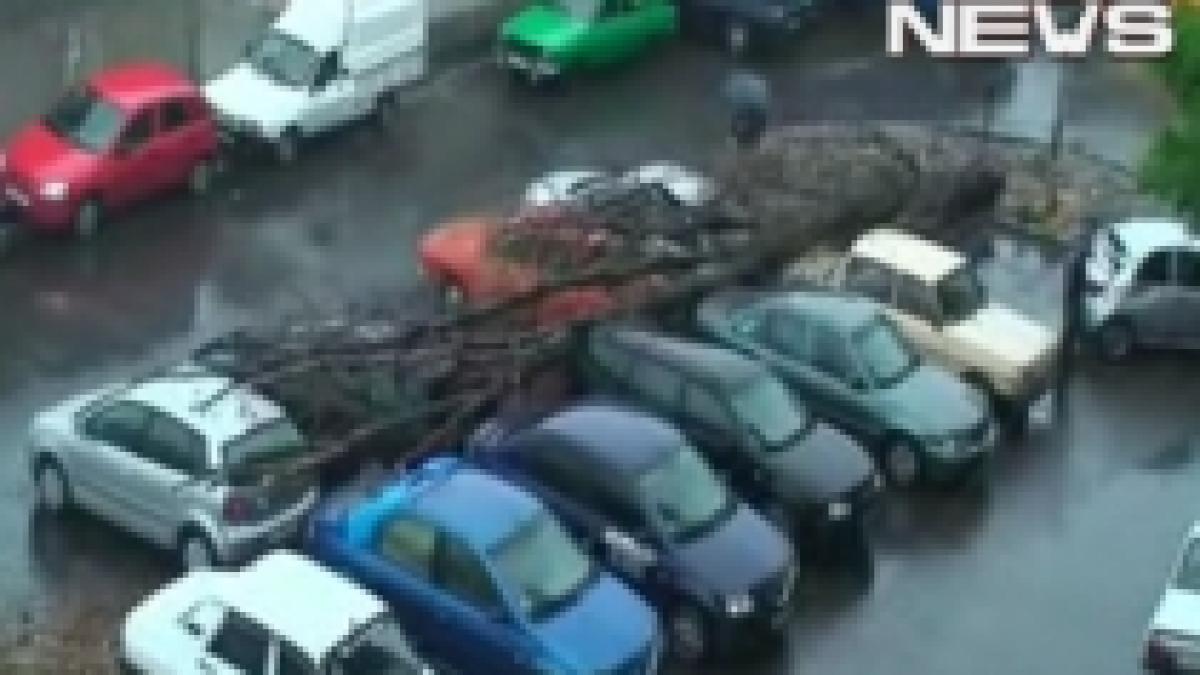 atentie cad copacii masini avariate dupa ce un pom a cazut peste ele video