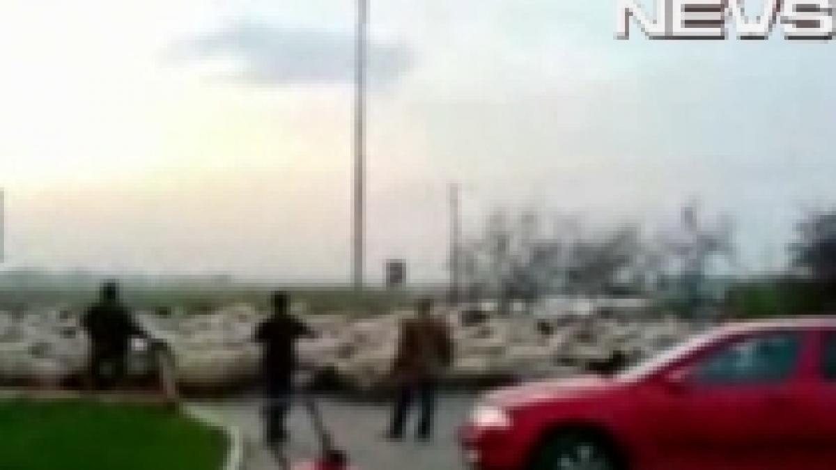 ca la noi la nimeni turma de oi pe mijlocul drumului european video
