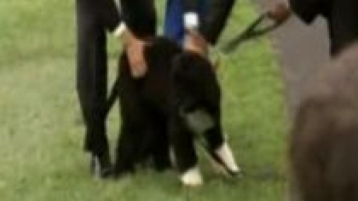 primul caine al americii il pune la munca de jos pe cel mai puternic om al lumii video