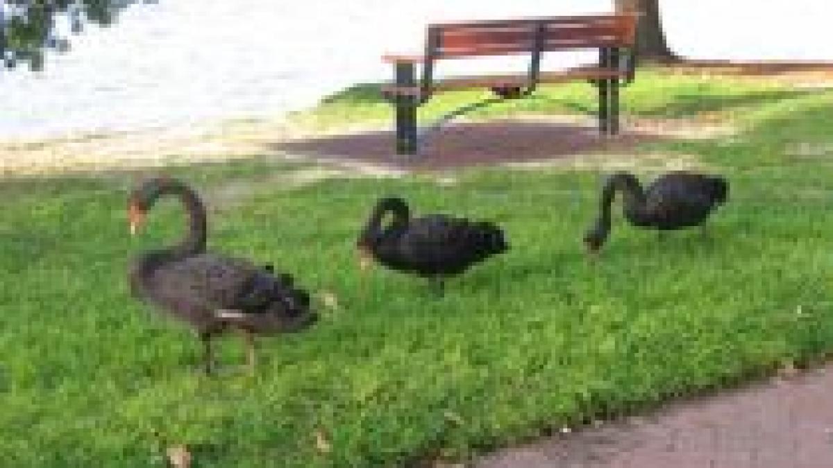 parcurile cismigiu si bordei au fost populate cu pasari exotice