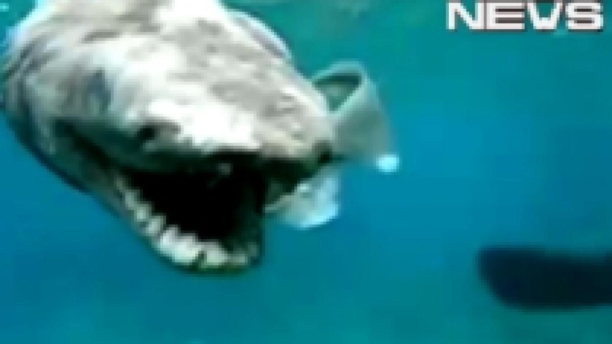 imagini cu un rechin preistoric foarte rar capturat pe coasta japoniei video