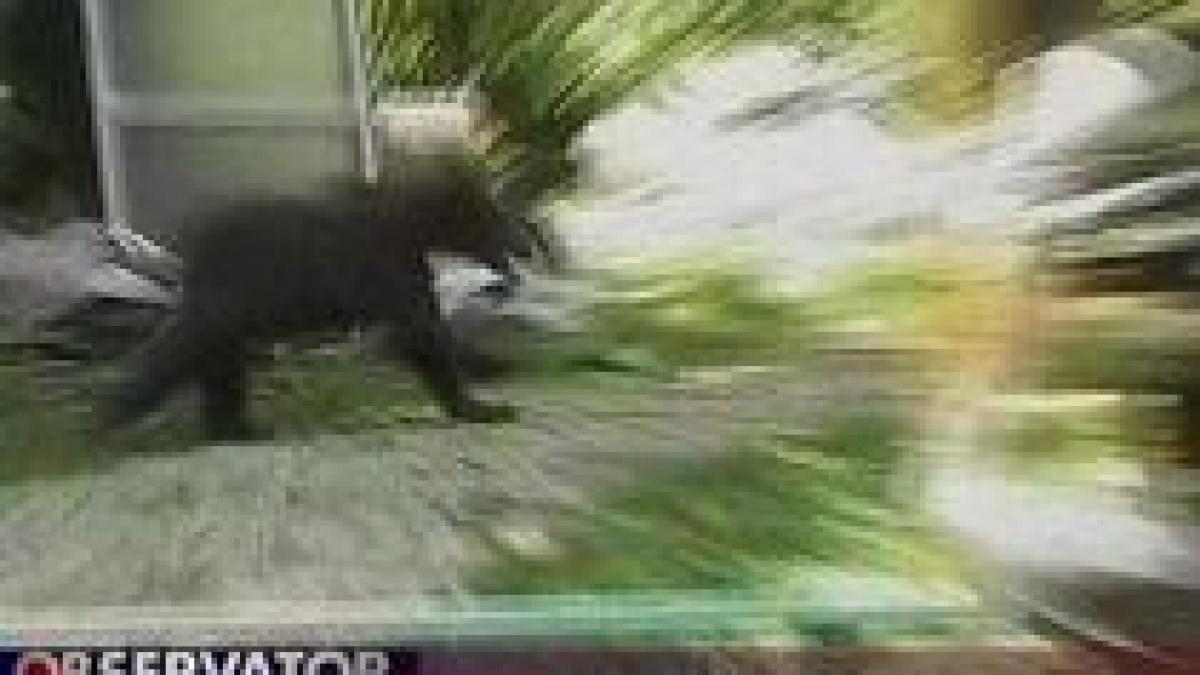 un urs infometat a speriat mai multe persoane in centrul orasului sinaia video