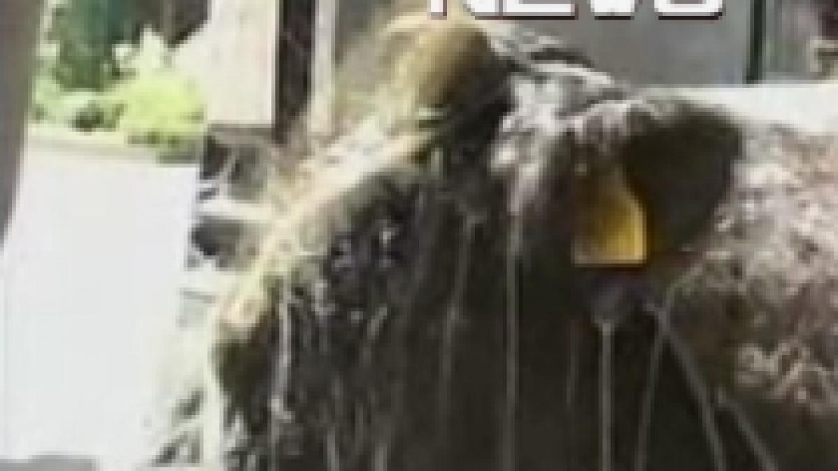 o vaca adusa la protestele fermierilor a lesinat in mijlocul multimii video