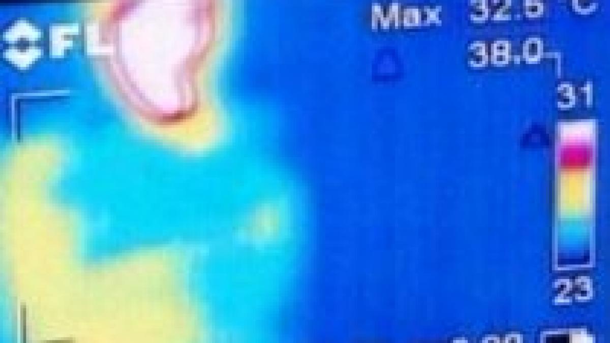 OMS anunţă pandemia de gripă porcină