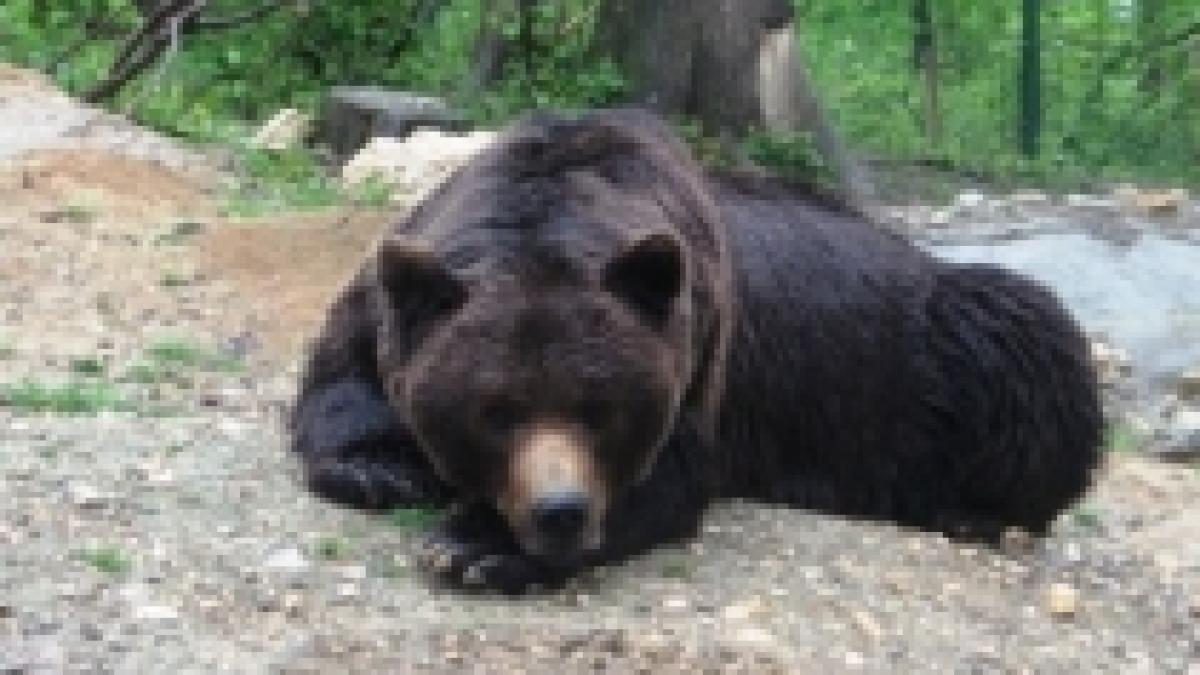 ursii din zona sinaia vor fi mutati in judetul arges