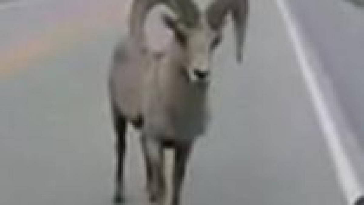 intalnire pe sosea un muflon a confundat o masina cu un rival periculos video