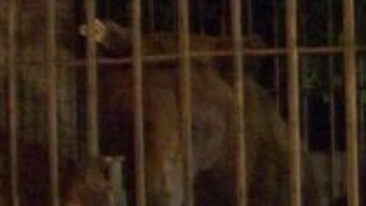 doi ciobani atacati de ursi in rezervatia suici din arges video