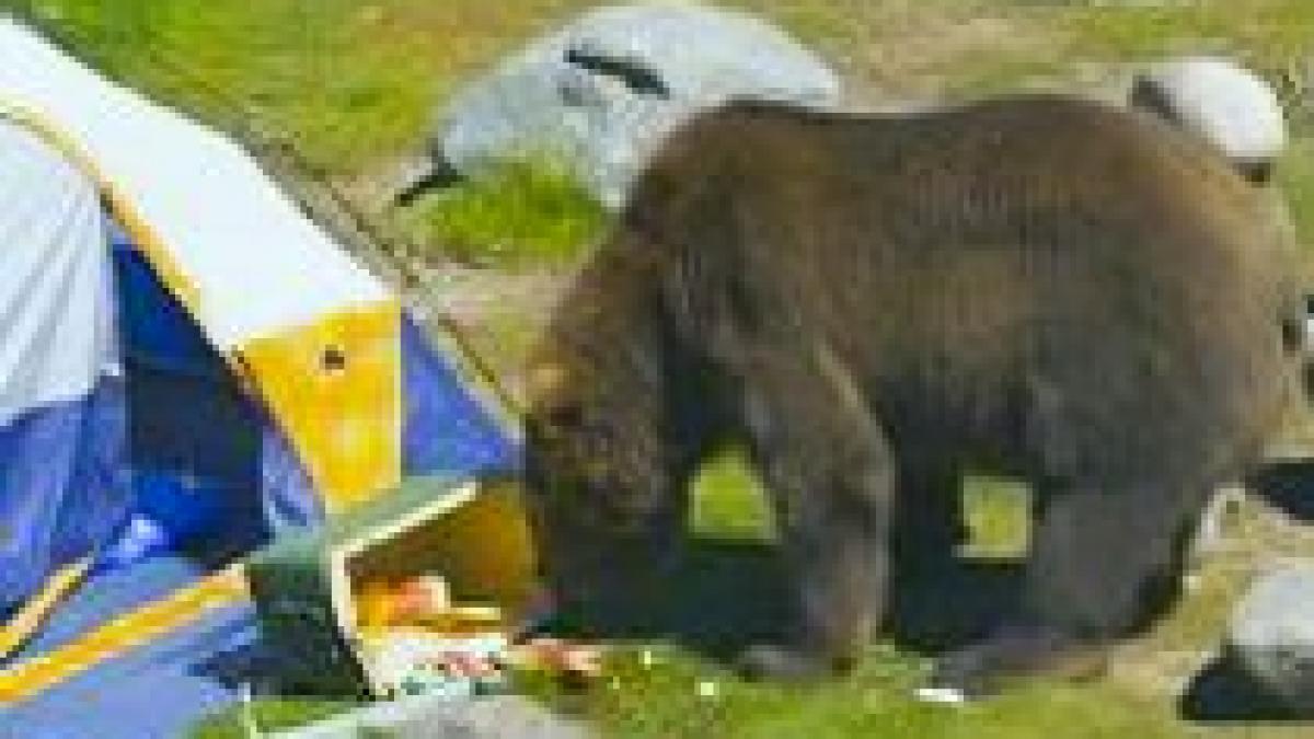 sinaia 25 de ursi capturati de padurari video