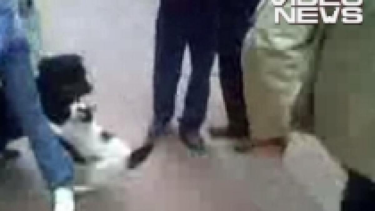 felina cu atitudine un rottweiler ia bataie de la o mata video