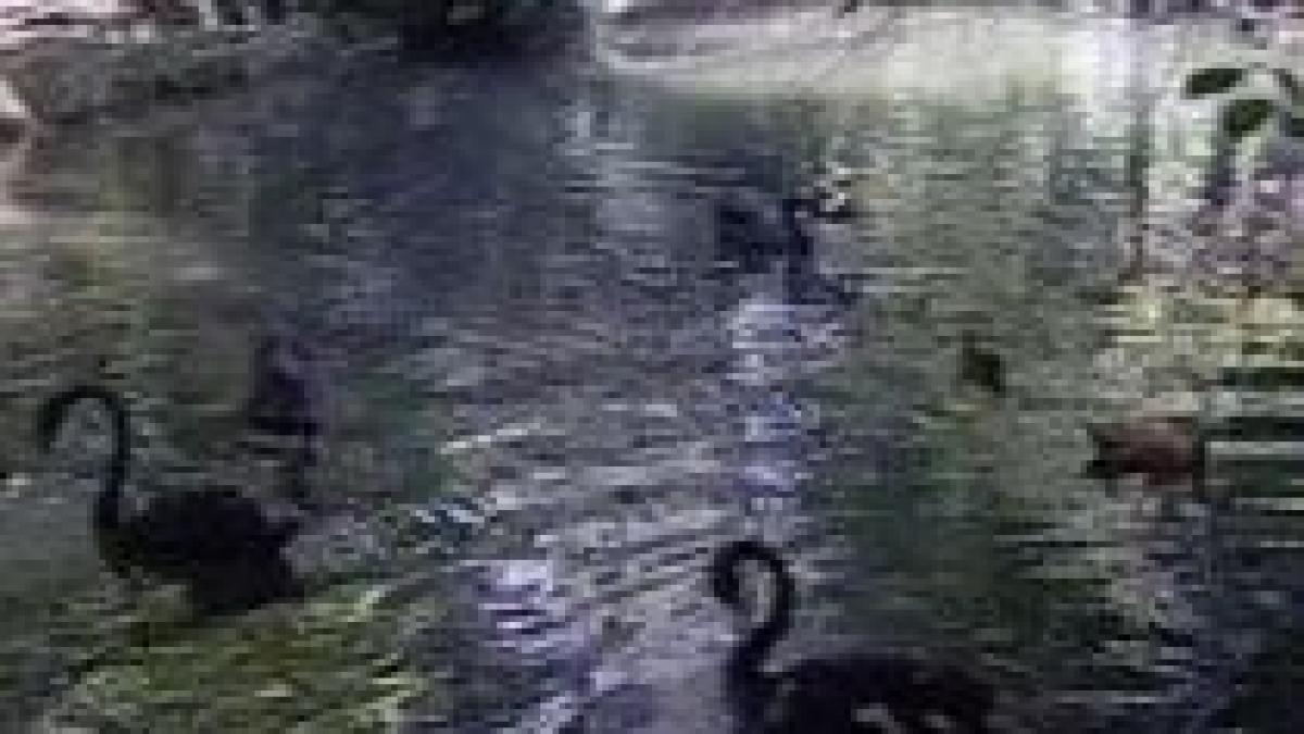 sute de pasari exotice in bucuresti lebede negre si rate mandarin pe lacurile din capitala video