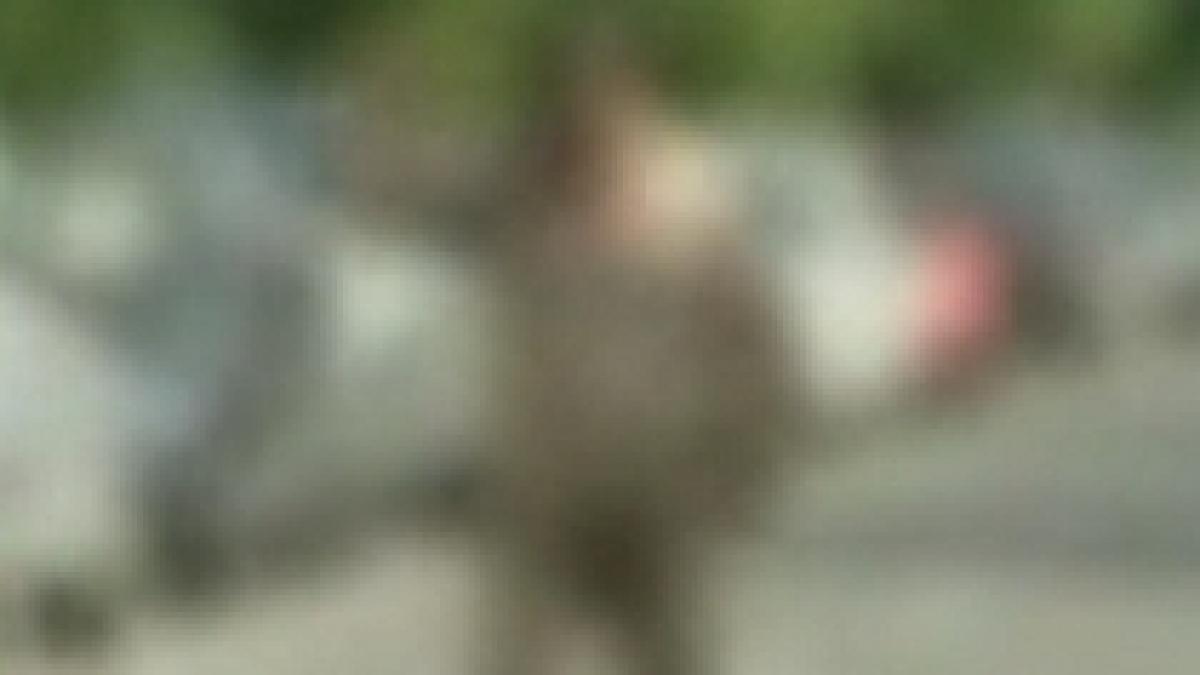 un barbat a intrat gol pusca intr un liceu din targu jiu apoi a ajuns la psihiatru video