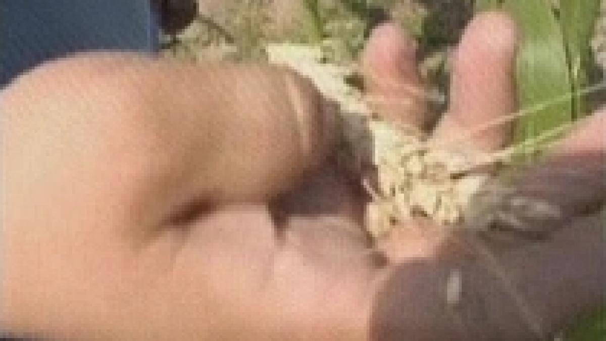 arges jumatate din culturile de grau si orez calamitate din cauza secetei