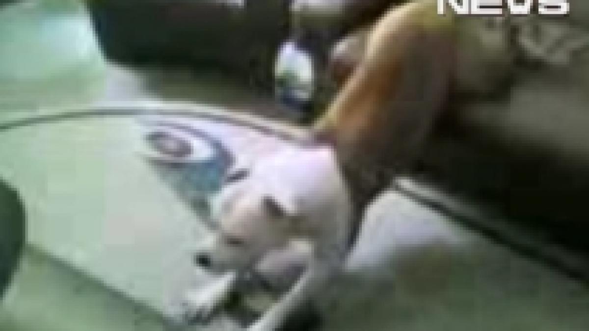 si cainii se lupta cu kilogramele in plus video