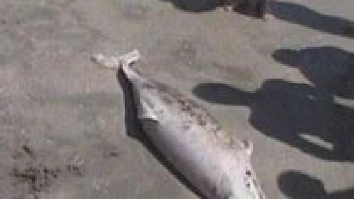 Plasele braconierilor, capcană mortală pentru delfini. Un alt mamifer mort, găsit pe plaja din Mamaia