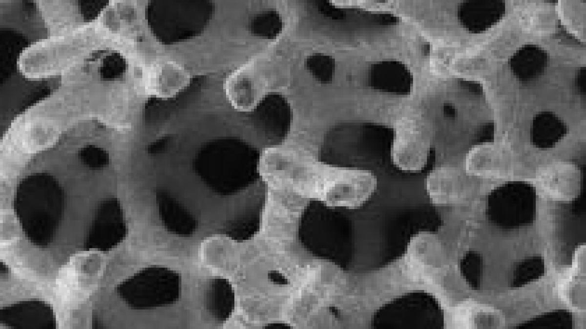 cercetatorii americani au reusit sa extraga celule stem din placenta