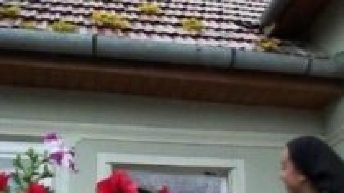 crestinii sarbatoresc nasterea sfantului ioan botezatorul cunoscuta si ca dragaica sau sanzienele