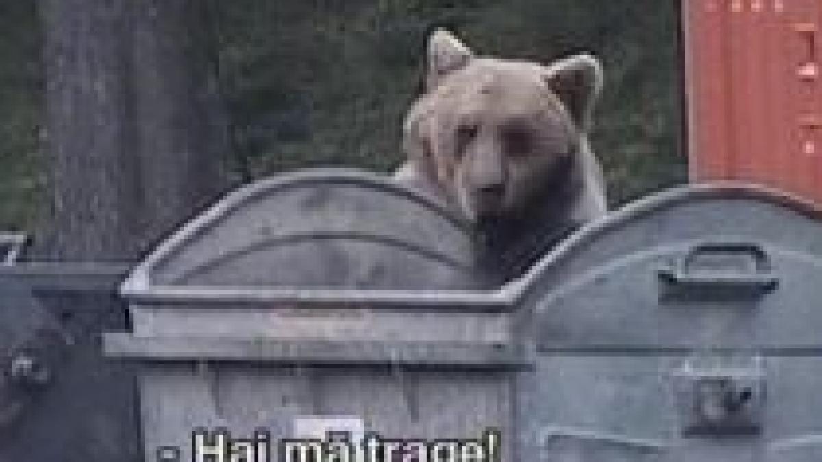 parinti inconstienti turisti familiarizati cu ursii isi indeamna copii sa se apropie de animalele