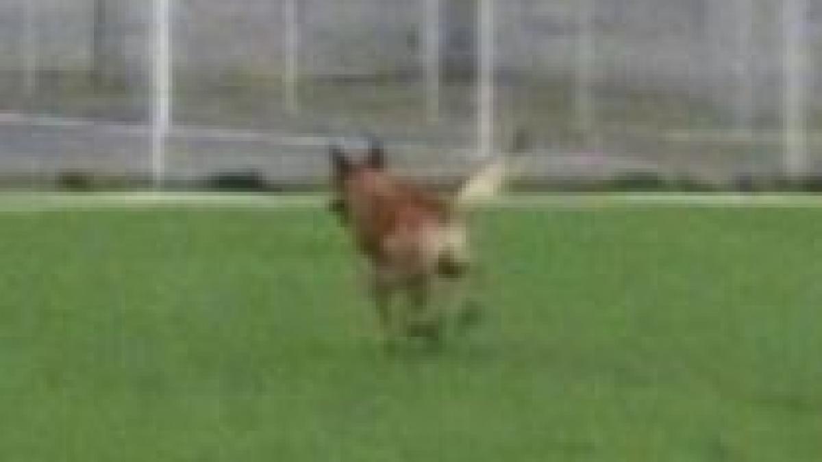 iasi doua fetite la spital dupa ce au fost muscate de un caine lup